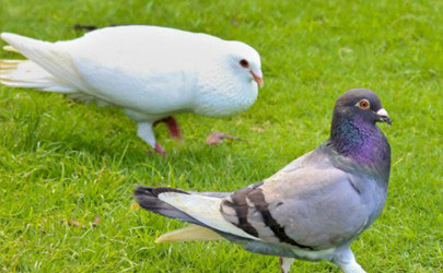 家养鸽子会传染冠状病毒吗 疫情期间能不能吃鸽